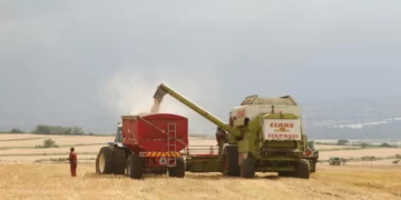 Kenya: pourquoi des agriculteurs déposent une requête devant la justice concernant une loi sur les semences