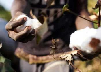 L’espoir de la filière coton en Afrique de l’Ouest