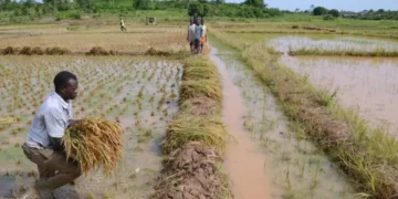 Côte d’Ivoire: de nouvelles pistes pour développer la filière rizicole